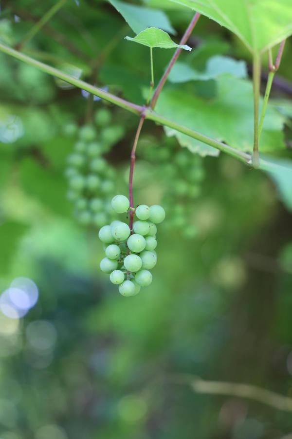 Agroturystyka U Babci Czchow Exterior foto