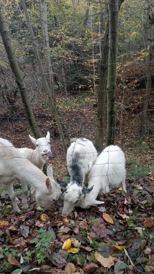 Agroturystyka U Babci Czchow Exterior foto