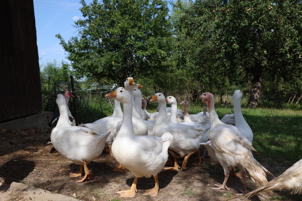 Agroturystyka U Babci Czchow Exterior foto