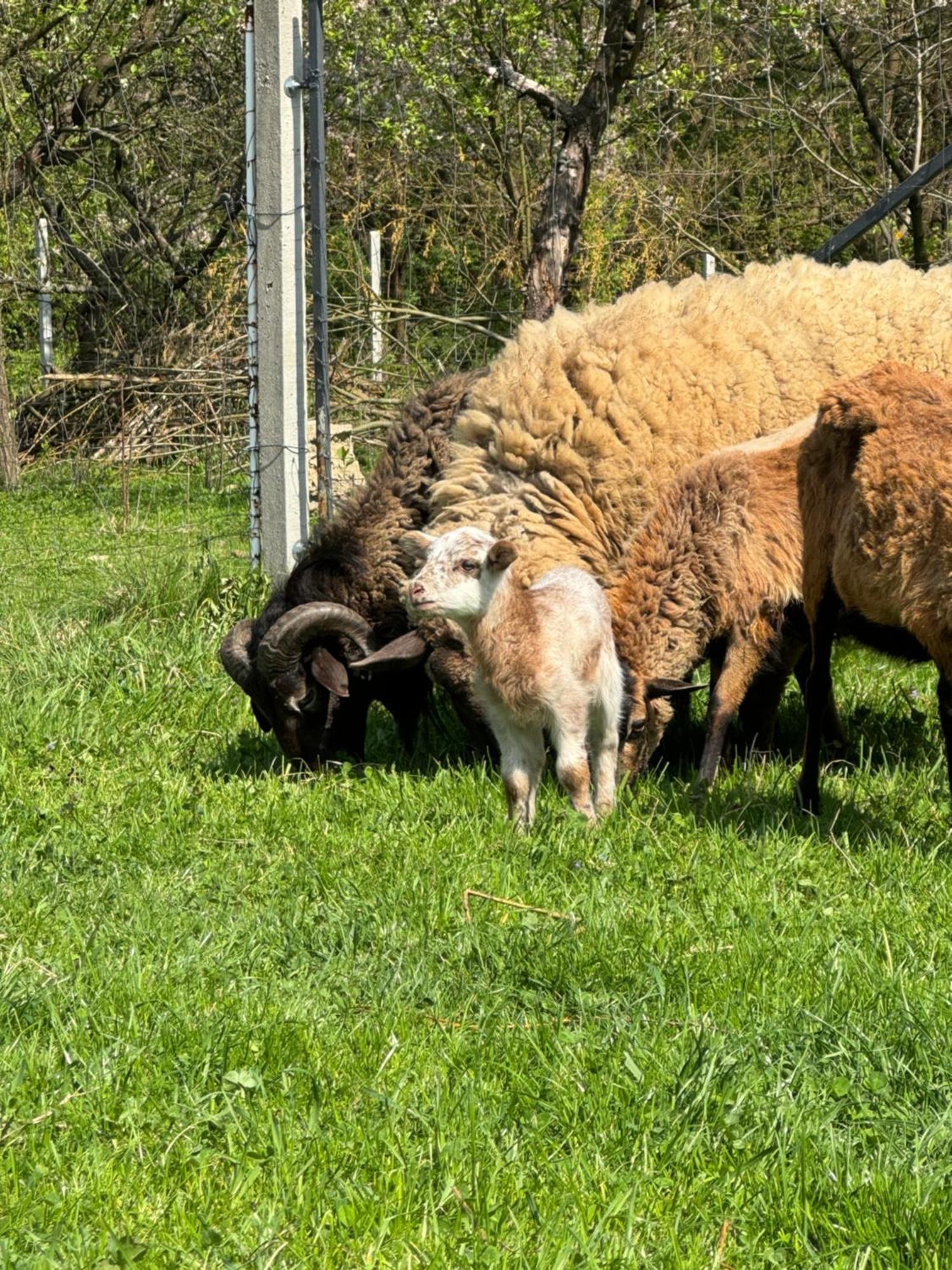 Agroturystyka U Babci Czchow Exterior foto